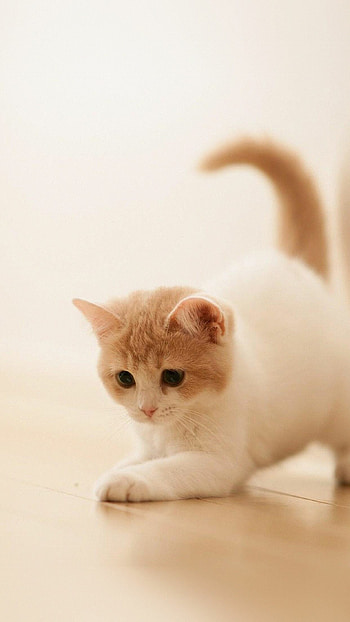 cat , Cute cat for Android, Adorable cat backgrounds, High-definition feline HD phone wallpaper