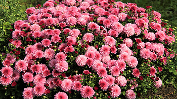 Light Red Pink Chrysanthemum Flowers Petals Plants Flowers HD wallpaper