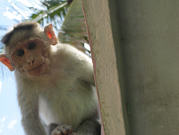 Cute Baby, apes, monkey, primates, monkeys HD wallpaper