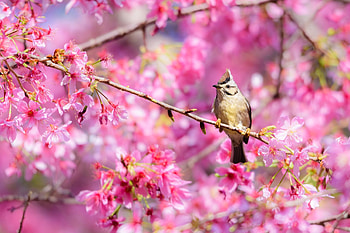 Bird, pink, flower, sakura, cherry blossom, pasare, fuyi chen HD wallpaper