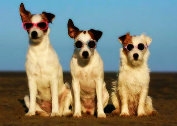The Summer GANG !, Animals, fashion, Funny, The Summer GANG, Dogs HD wallpaper