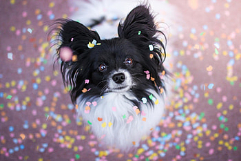 Chihuahua in , High-quality backgrounds, Lovely pets, Delightful companions HD wallpaper