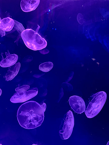 Water, Jellyfish, Dark, Glow, Underwater, Submarine HD phone wallpaper