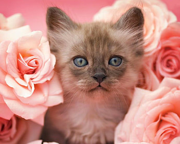 Kitten, sweet, animal, cute, cat, pisica, rose, pink, trandafir HD wallpaper