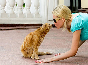The meeting, golden, stripes, blond, sunglasses, meeting, cat, woman, curious HD wallpaper