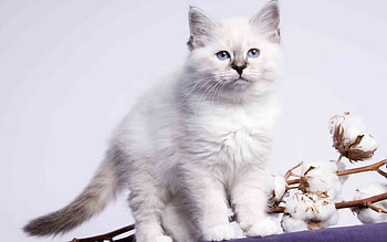 Animals, Cats HD wallpaper