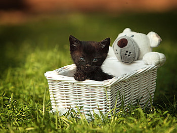 hello, kitten, toy, basket, black, blue eyes HD wallpaper