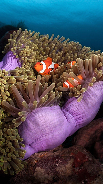 Clownfish , backgrounds, Mobile screensaver, Aquatic pets HD phone wallpaper
