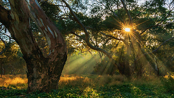 Light Rays, Victoria, Australia, meadow, sun, sunrays, tree HD wallpaper
