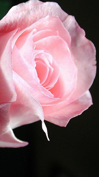 Beautiful Rose, Pink Rose, Petals HD phone wallpaper