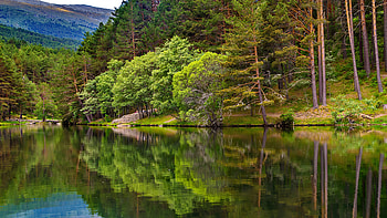 Forest reflections, river, trees, beautiful, forest, reflections, serenity, lake HD wallpaper