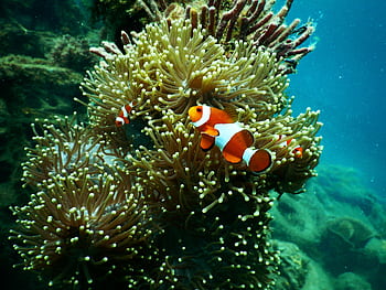 Colorful clownfish among vibrant anemones in Indonesia's coral reef, showcasing rich marine life. HD wallpaper