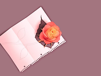 Rose Through A Sketch, 3d and cg, rose, sketch, abstract, pink mauve HD wallpaper