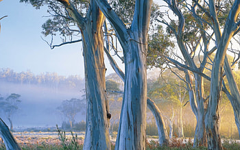 Enchanting tree, Captivating nature, Stunning , Nature graphy HD wallpaper