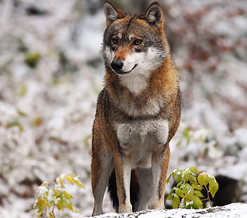 Wolf, brown, nature, wolves, animals HD wallpaper