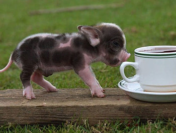 CAN WE SHARE, swine, cute, piglet, pet, drink, little, pig HD wallpaper
