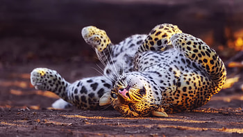 Cheetah In Playful Mood, animals, cheetah, predator HD wallpaper