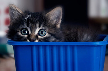 Cat, kitten, sweet, kitty, cats, cute, beautiful, paws, beauty, cat face, pretty, animals, face, lovely, hat HD wallpaper