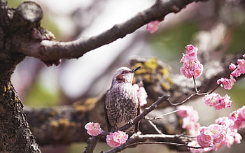 Spring, branch, pink, bird, flower, cute, bloom, tree HD wallpaper