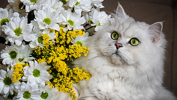 Yellow Eyes White Fur Cat With Stare Look Is Sitting Near White Yellow Flowers Cat HD wallpaper