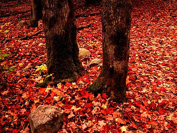 red leaves, trees, autumn, leaves, red HD wallpaper