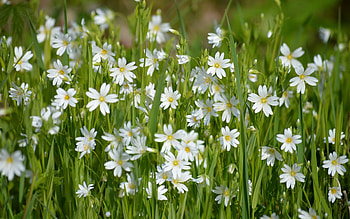 Greater Stitchwort, white, flowers, spring, rabeleras HD wallpaper