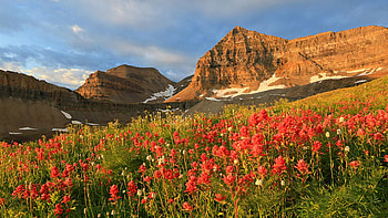 Morning glow with wildflowers on Mount Timpanogos, Utah, blossoms, clouds, sky, flowers, mountain, usa HD wallpaper