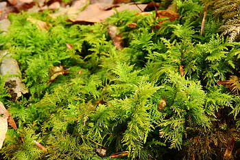 Nature, Grass, Moss, Bryophytes, Briofites HD wallpaper