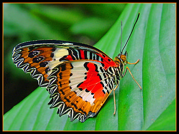 Fantastic Lacewing, lacewing, black, brown, leaves, butterfly, yellow, green, orange HD wallpaper