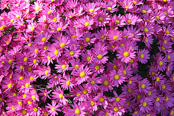 Purple flowers, purple, pretty, nature, flowers, spring HD wallpaper