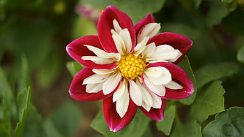 Zinnia, Zinnia elegans, White, Red, Strawberry, 3840x2160, Jinia, , flowers, Hyakunichiso, Flower, Asteraceae, Carmine HD wallpaper