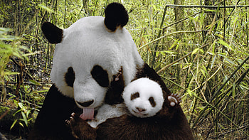 Animals, Pandas HD wallpaper