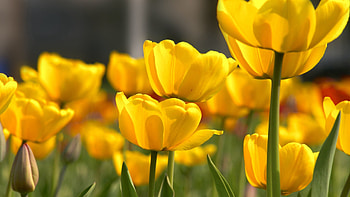Flowers, Tulips, Beauty, Disbanded, Loose HD wallpaper
