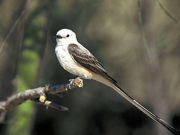 Longtail Bird, cute, bird, , longtail HD wallpaper