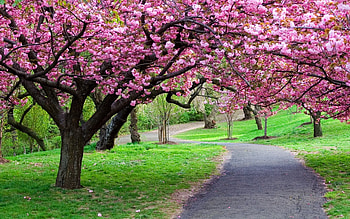 Cherry Tree, pink, cherry, tree, path HD wallpaper