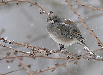 Winter Day, winter, branch, bird, snow, cold HD wallpaper