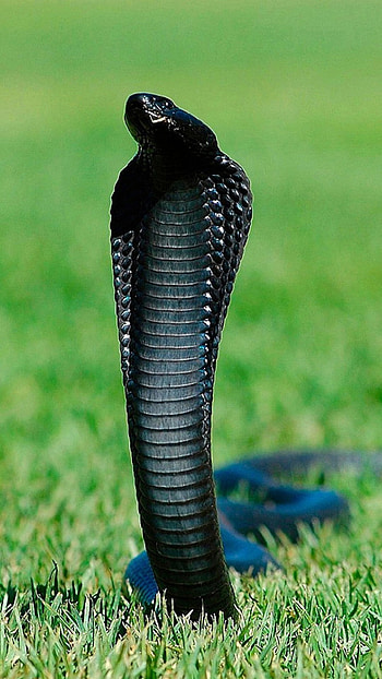 Snake, Black Cobra HD phone wallpaper