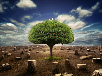Survivor, trees, 3d HD wallpaper