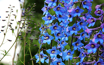 Flowers, Bright, Close-Up, Dolphinium, Delphinium HD wallpaper
