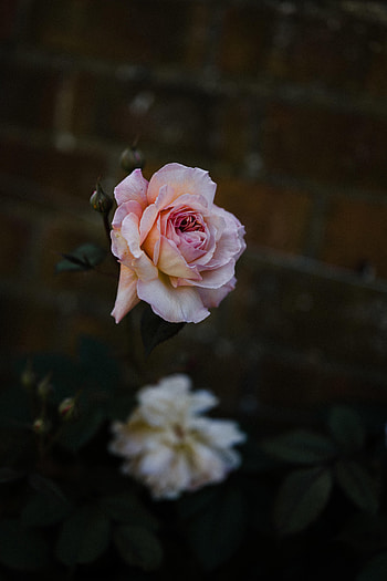 Flowers, Bush, Flower, Rose Flower, Rose, Bud, Bloom, Flowering HD phone wallpaper