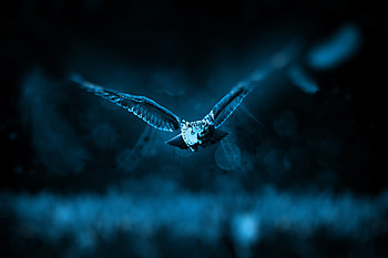 Animals, Owl, Bird, Predator, Flight, hop HD wallpaper