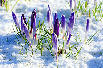 winter flowers, winter, nature, flowers HD wallpaper