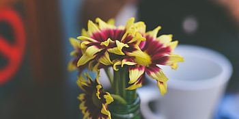 Flowers, Petals, Vase HD wallpaper