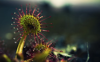 Plants HD wallpaper