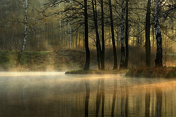 Silent light, landscapes, dawn, morning, foggy, trees, lagoon HD wallpaper