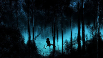 Guardian, nature, wp, forest, owl HD wallpaper