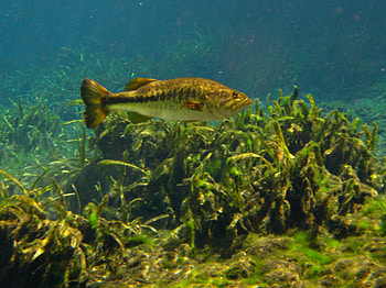 Bass Fish , Michelle Peltier HD wallpaper