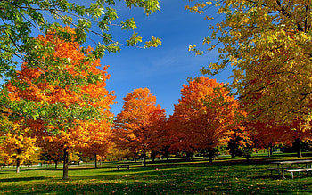 Landscape, Trees HD wallpaper