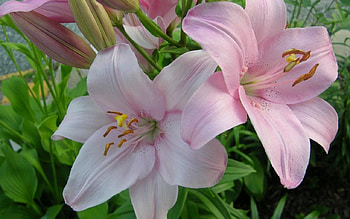 Pink Lilies, pink, flowers, lilies, petals HD wallpaper