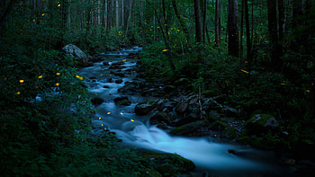 Synchronous fireflies, Great Smoky Mountains National Park, Tennessee, nature, stream HD wallpaper